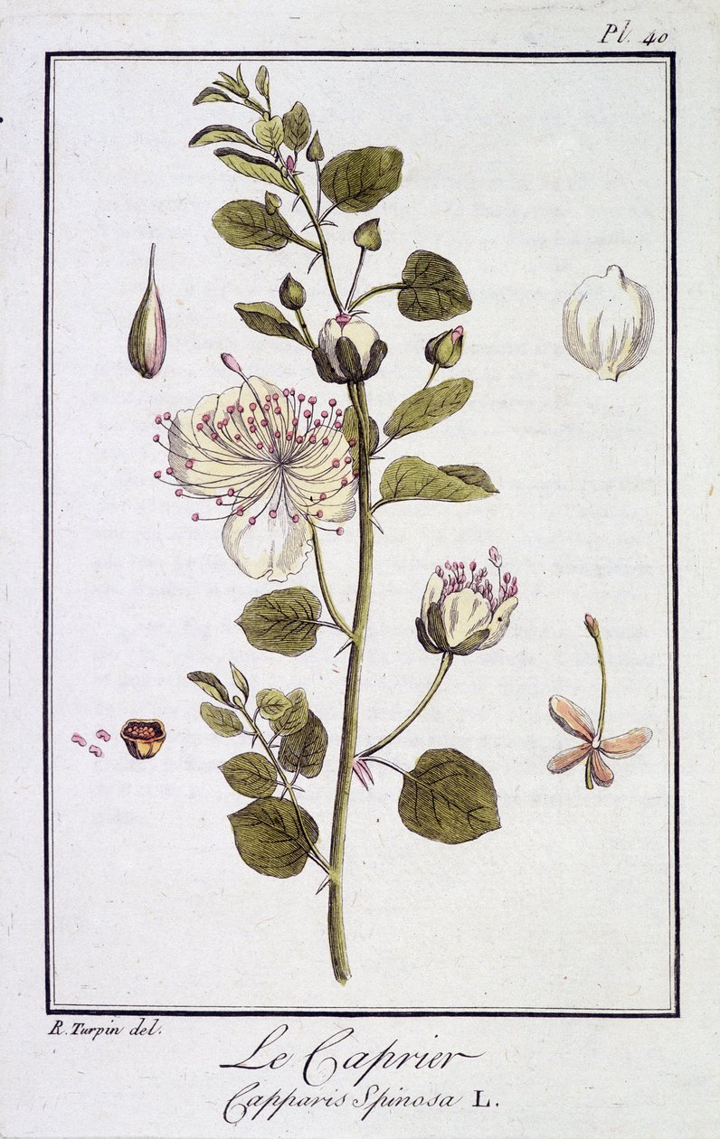Le Caprier (Capparis Spinosa) - em "Exercises de botany à l
