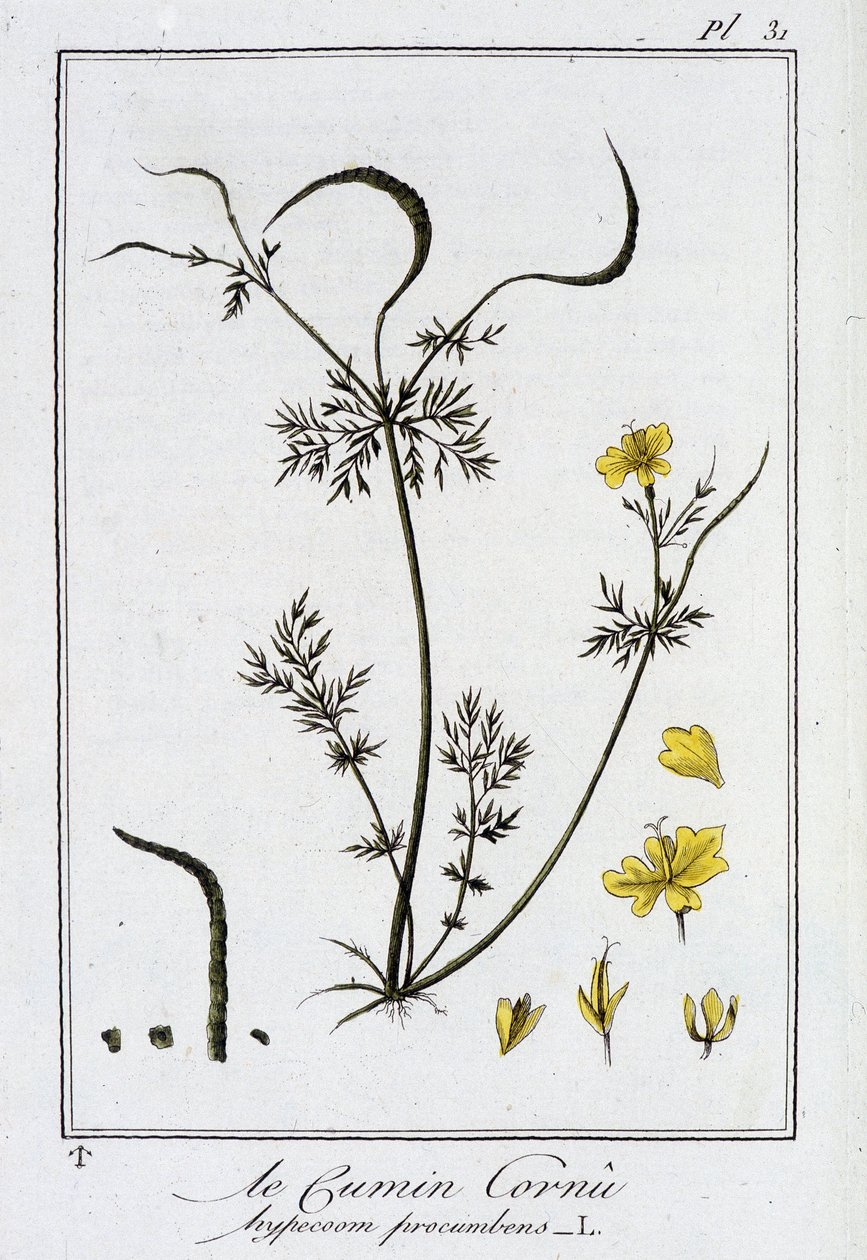 Le Cumin Cornu (Hypecoom procumbens) - em "Exercises de botany à l