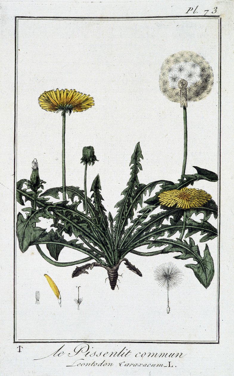 Le Dandelion commun (Leontodon caraxacum) - em "Exercises de botany à l