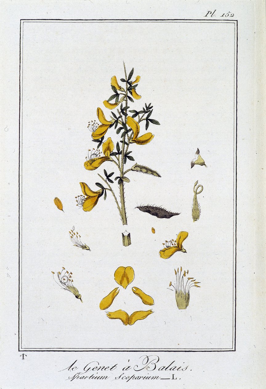 Le Genet a Broom (Spartium Scoparium) - em "Exercises de botany à l