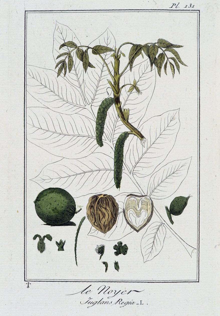 Le Noyer (Juglans Regia) - em "Exercises de botany à l