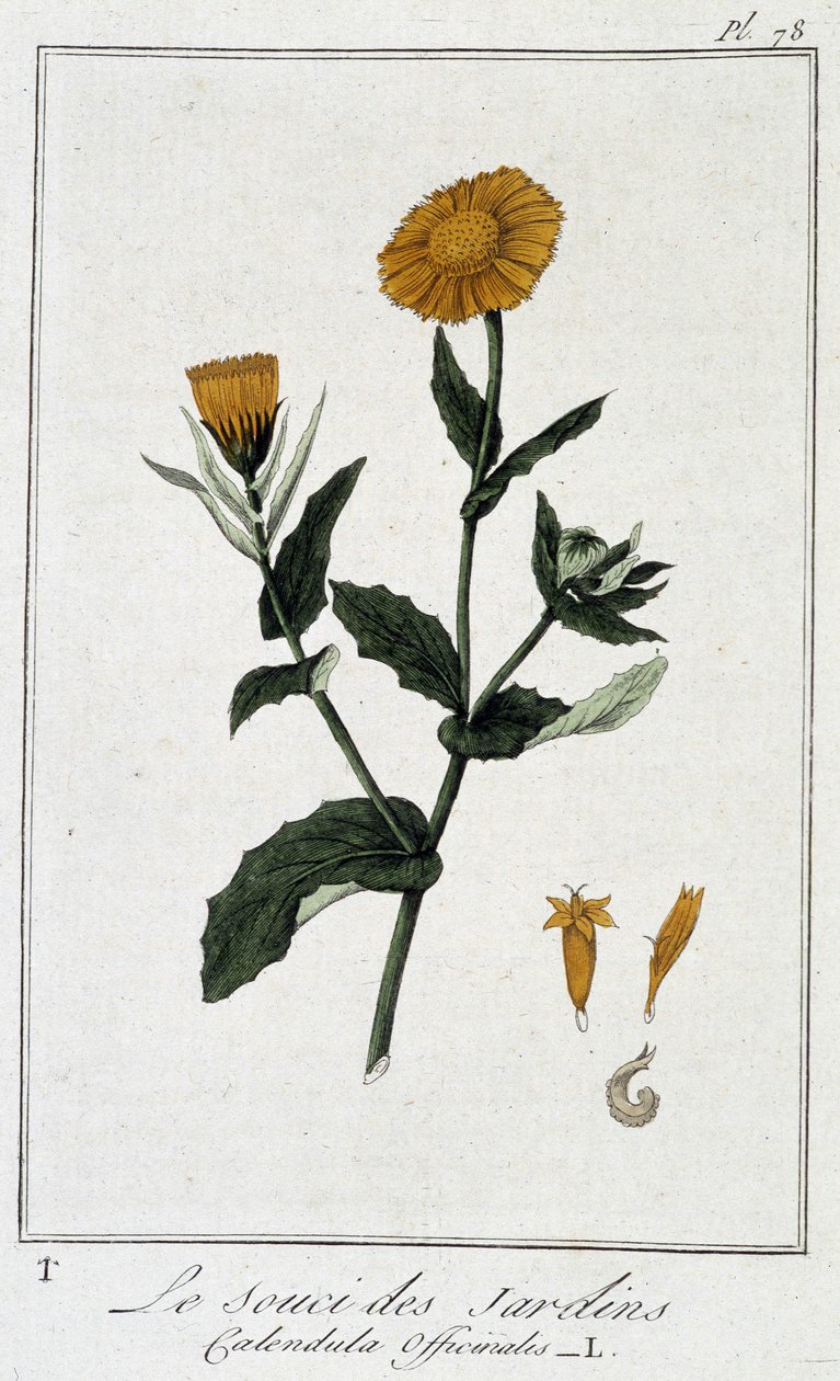 Le Souci des Jardins (Calendula Officinalis) - em "Exercícios de botânica à l