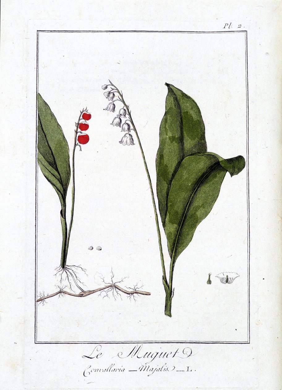 Le Thrush (Convallaria Majalis) - em "Exercises de botany à l