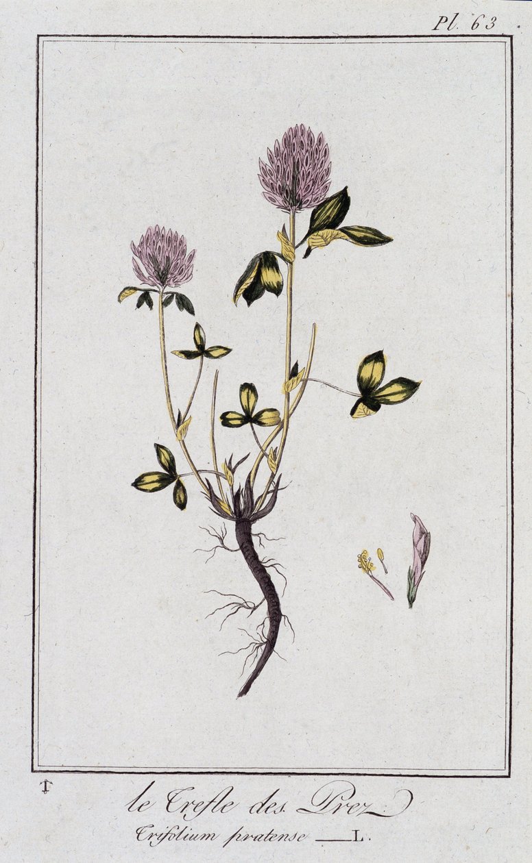 Le Trefle des Pres (Trifolium pratense) - em "Exercises de botany à l