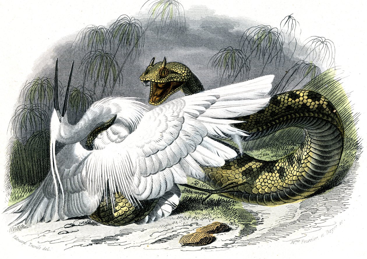 Le ceraste (Vipera cerastes) - Prato de História Natural de Bernard Germain de Lacepede (1856-1925), edição P.Furme, Paris de Unknown artist