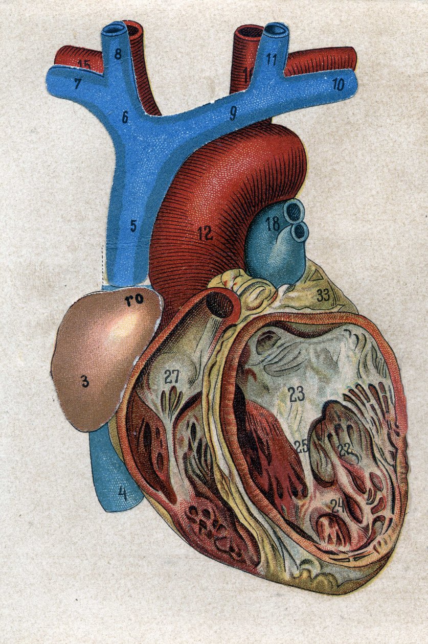Le coeur.in "A nova medicação natural" de F.E. Bilz. 1898. de Unknown artist
