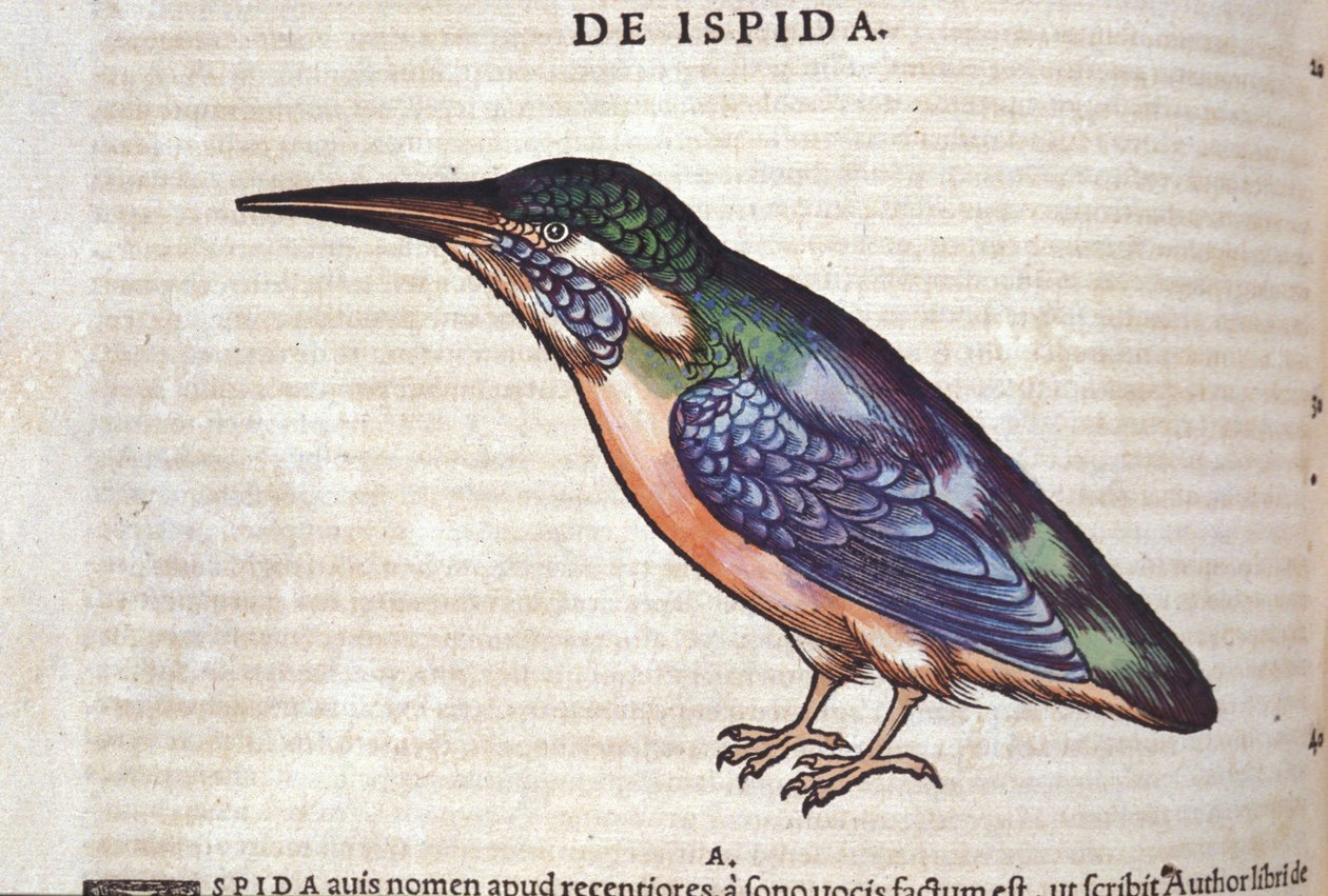 O comedor de abelhas em Historia Animalium por Conrad Gesner (1516 - 1565), Tiguri de Unknown artist