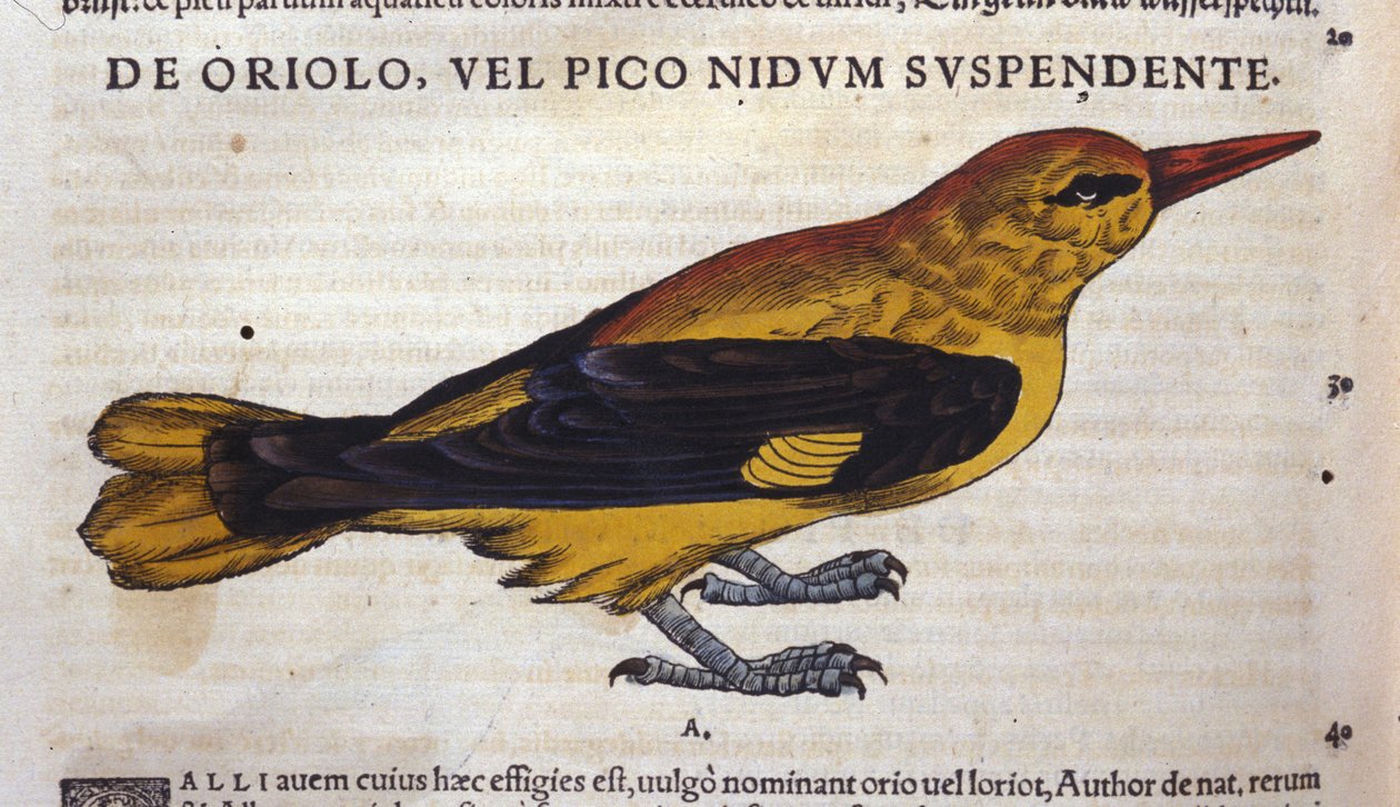 Le pic in Historia Animalium de Conrad Gesner (1516 - 1565), Tiguri de Unknown artist