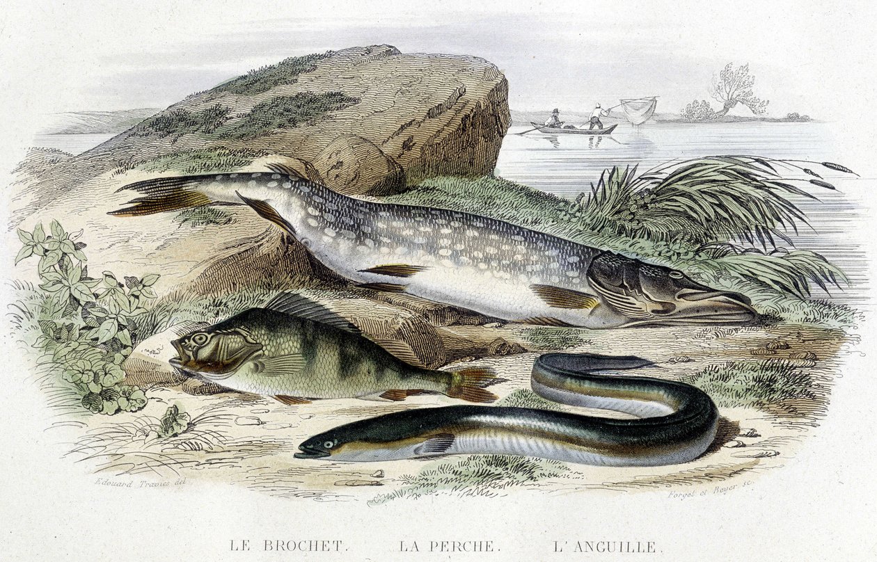 O lúcio, o poleiro e a enguia - in "Histoire naturelle" de Lacépède, T.II, ed. Furne et Cie, Paris de Unknown artist
