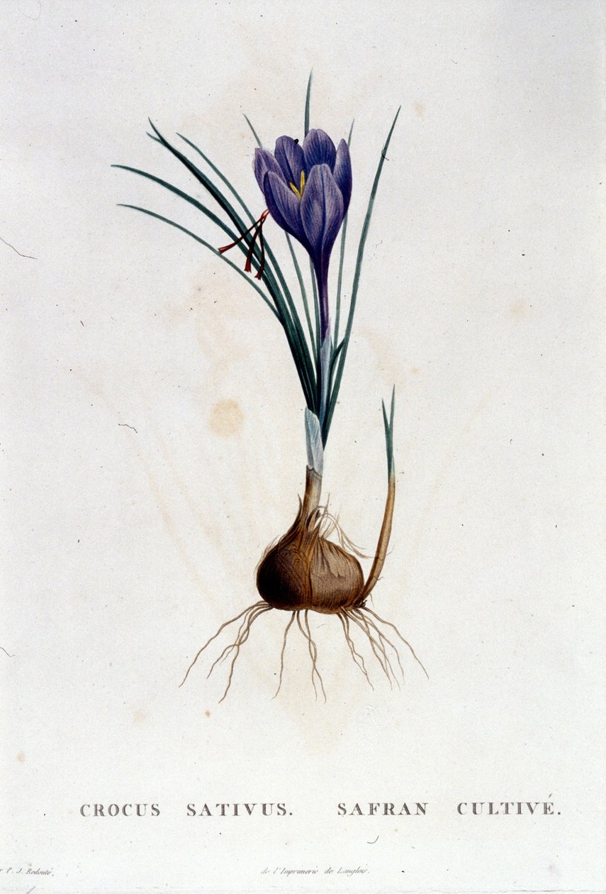 O açafrão (Crocus sativus) de acordo com Botanique de J. Rousseau, Paris 1822. de Unknown artist