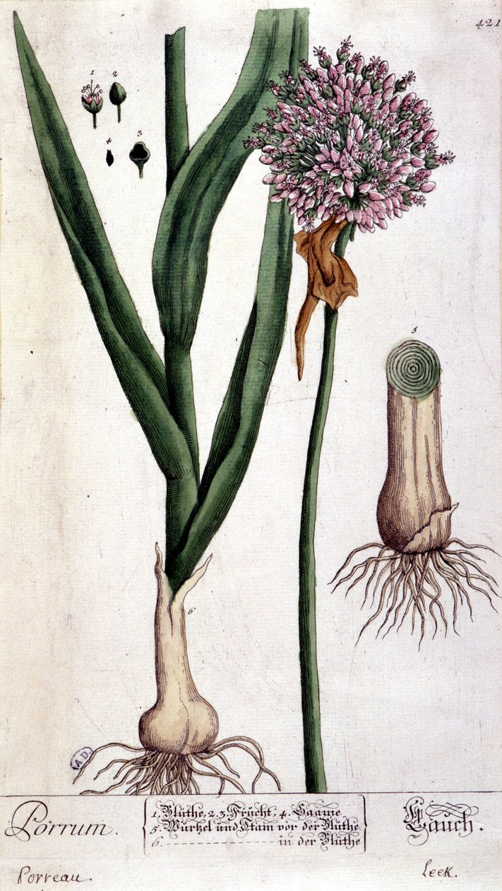 Leek - quadro botânico de Unknown artist
