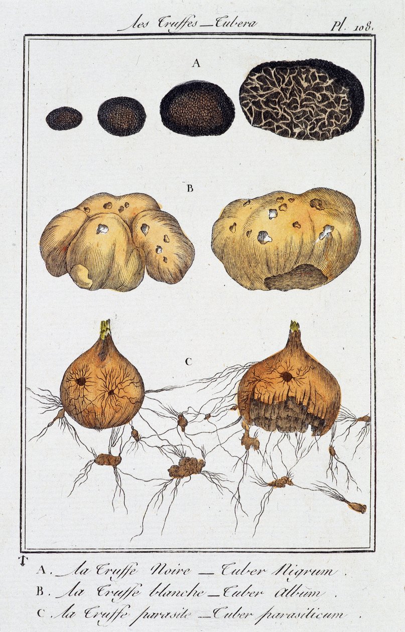 Trufas (Tubera) - em "Exercícios de Botanique à l