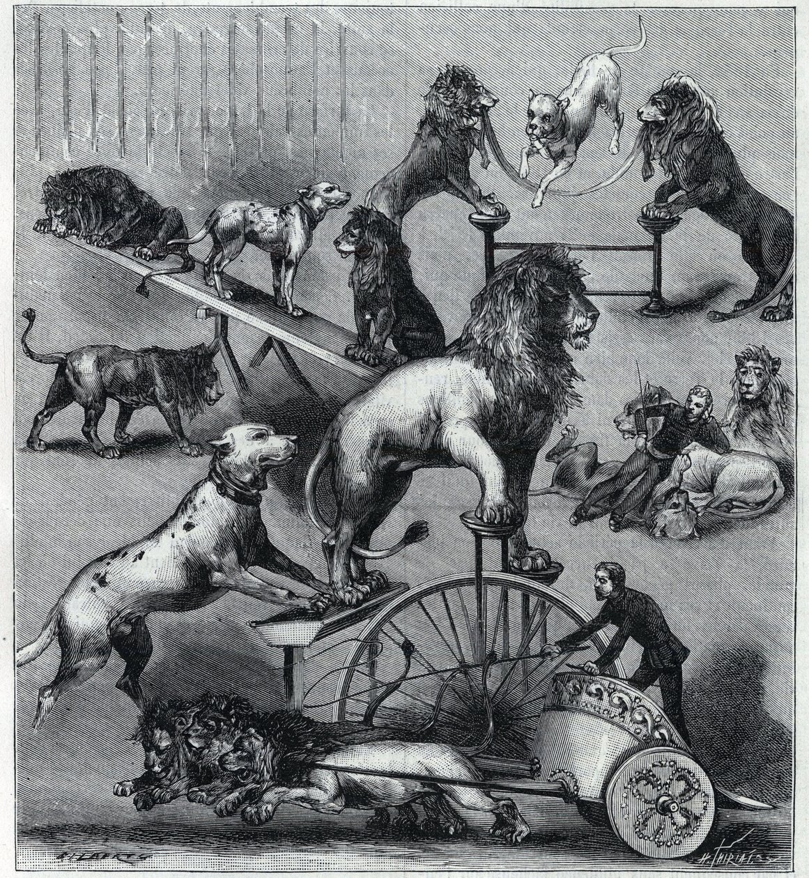 Les lions vestidos du Nouveau Cirque à Paris: truques diferentes de um número acrobático com leões, domadores e cães. Gravura em "La Nature" 1890. Coleção particular. de Unknown artist