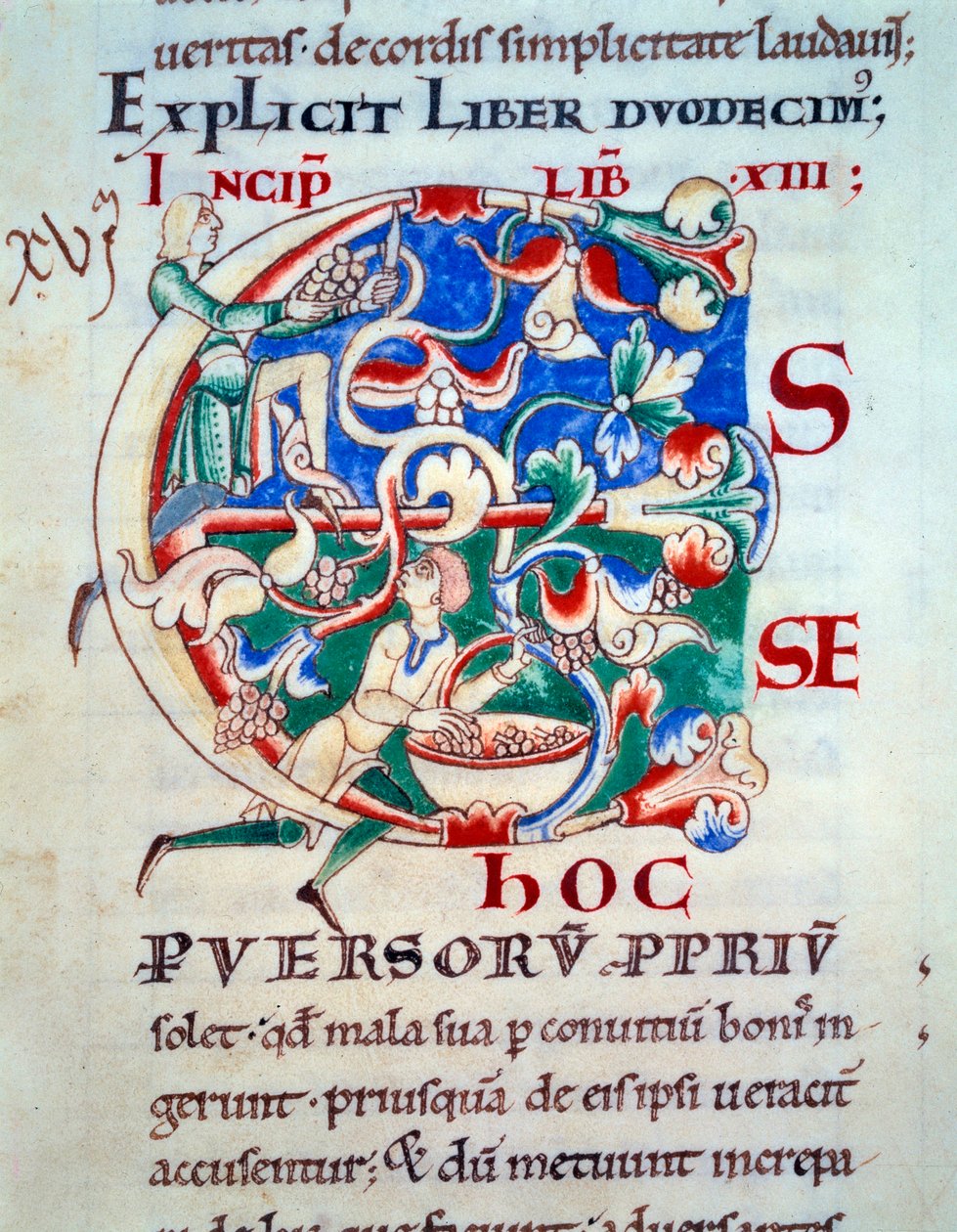 Lettrina C; uma videira do início do século XII. Miniatura da Idade Média. Manuscrito "Moralia em Jó" da Abadia de Citeaux para Gregoire Papa I de Unknown artist
