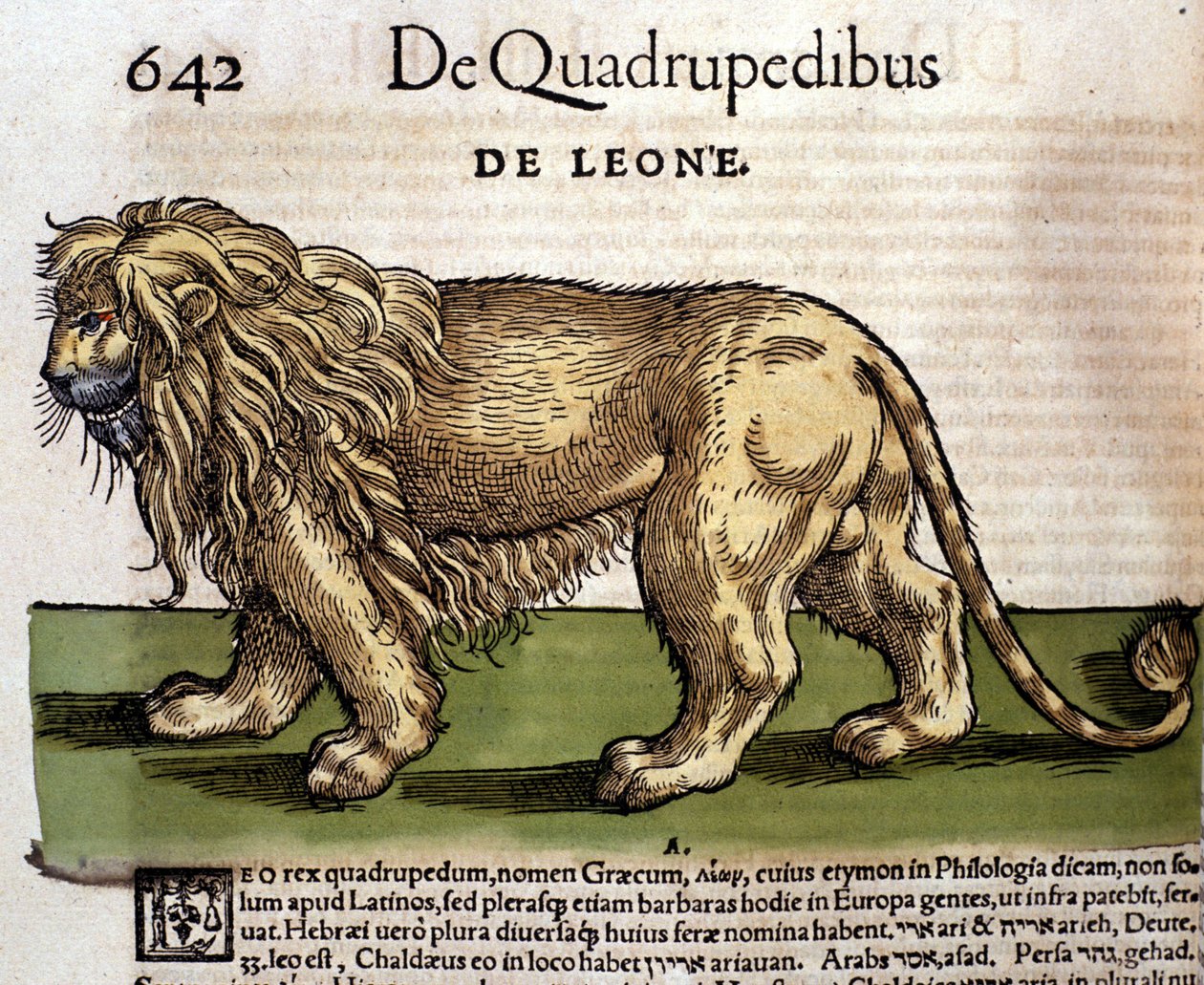 Lion after the Historia Animalium de Conrad Gesner, Tiguri 1560. Biblioteca nazionale Braidense. Milão de Unknown artist