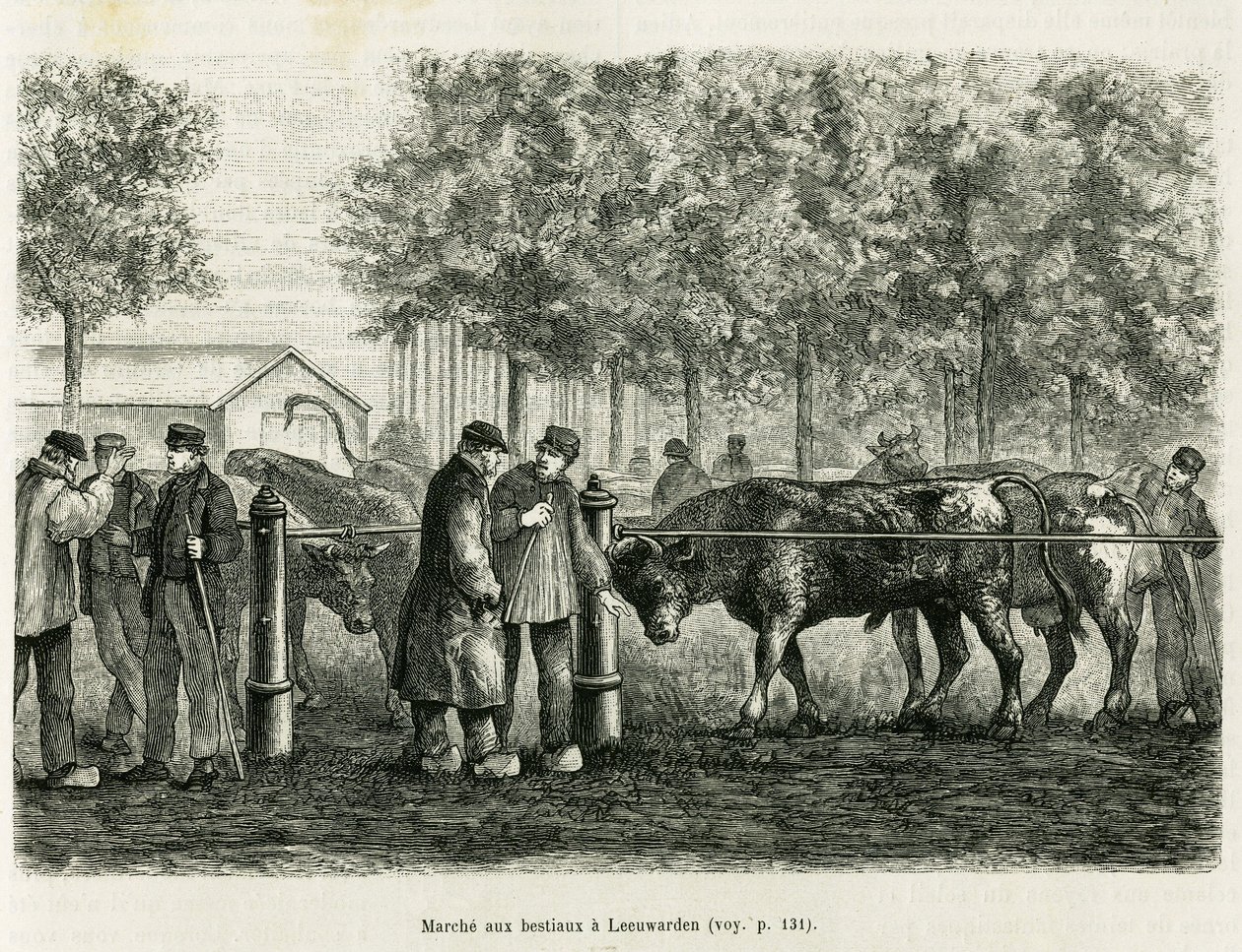 Pecuária andando em Leeuwarden (Holanda). Gravura para ilustrar a história La Frise, baseada numa relação de um jornal holandês, em le tour du monde 1886, dirigida por Edouard Charton (1807-1890), Hachette, Paris. de Unknown artist