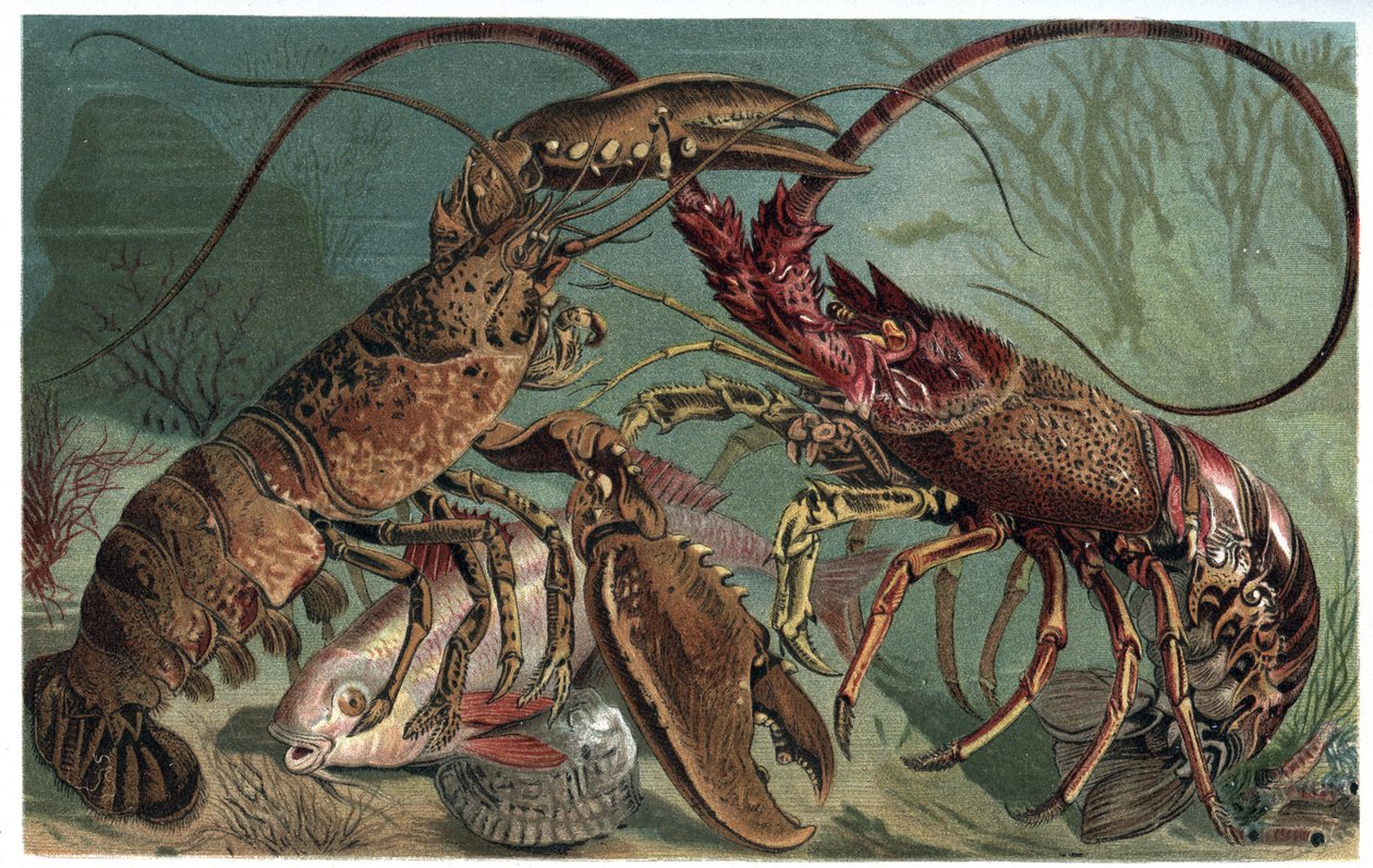 Lagosta e lagosta - Homarus e lagosta europeia - gravura de "Brehm