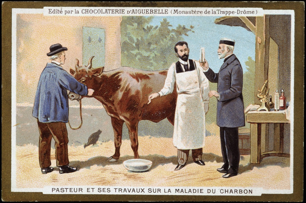 Louis Pasteur e o seu trabalho sobre a doença do carvão vegetal - rótulo publicitário do Chocolats d