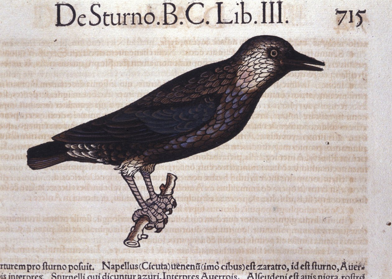 O estorninho em Historia Animalium por Conrad Gesner (1516 - 1565), Tiguri de Unknown artist