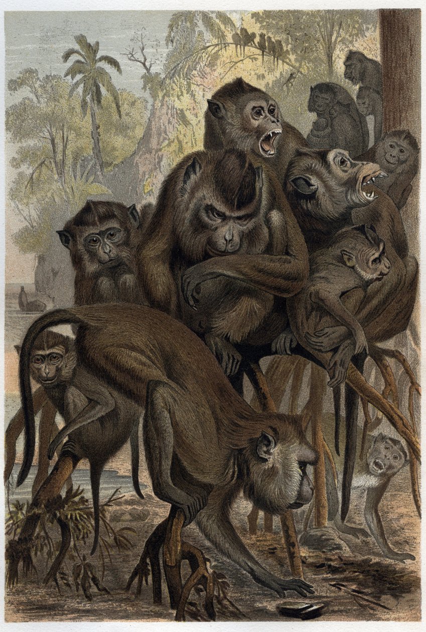 Macaques (Macaca) (Cercopithecinae) - gravação de "Brehm