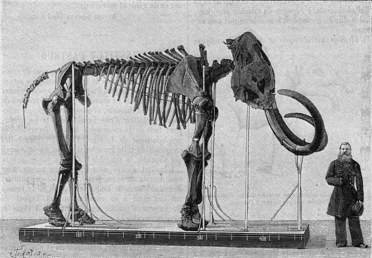 Esqueleto de mamute (elephas primigenius) descoberto nas margens do Mar de Gelo perto da foz do rio Lena e relatado em 1806 ao Museu da Academia de Ciências de São Petersburgo (São Petersburgo) pelo Sr. Adams. (A partir de uma fotografia). Gravação em de Unknown artist