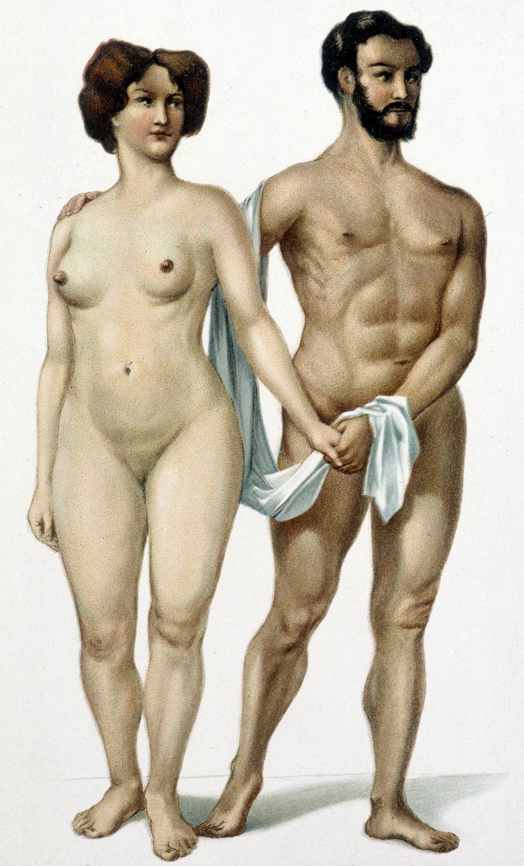 Homem e mulher - livro de medicina, final do século XIX de Unknown artist