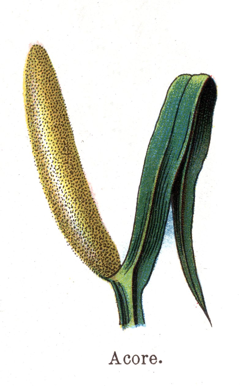 Plantas medicinais e botânicas alimentares: acore. Gravura em "La medicinal naturelle", de Friedrich Eduard Bilz (1842-1922) de Unknown artist