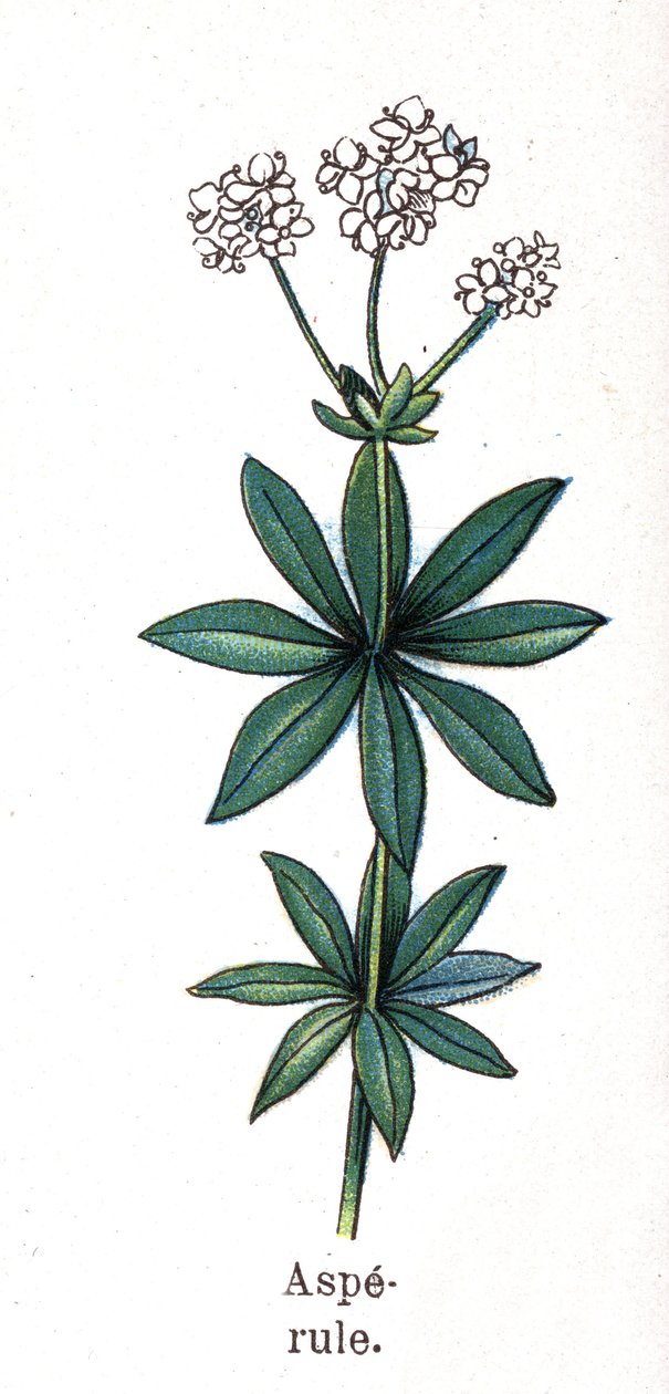 Plantas medicinais e botânicas alimentares: aspérula. Gravura em "La medicinal naturelle", de Friedrich Eduard Bilz (1842-1922) de Unknown artist