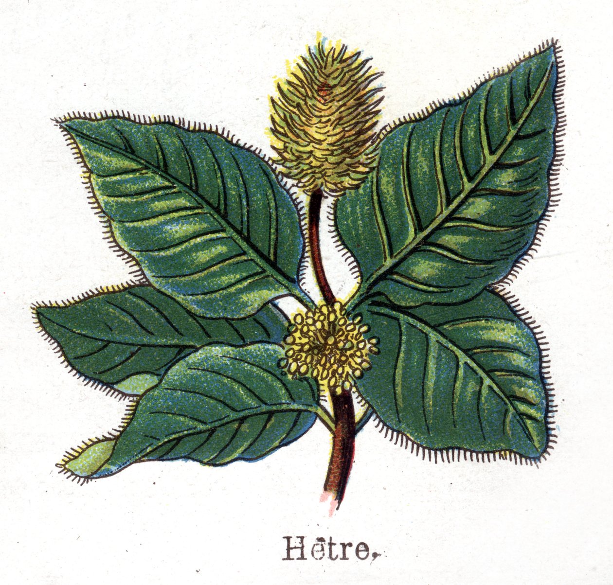 Plantas medicinais e botânicas alimentares: faia. Gravura em "La medicinal naturelle", de Friedrich Eduard Bilz (1842-1922) de Unknown artist