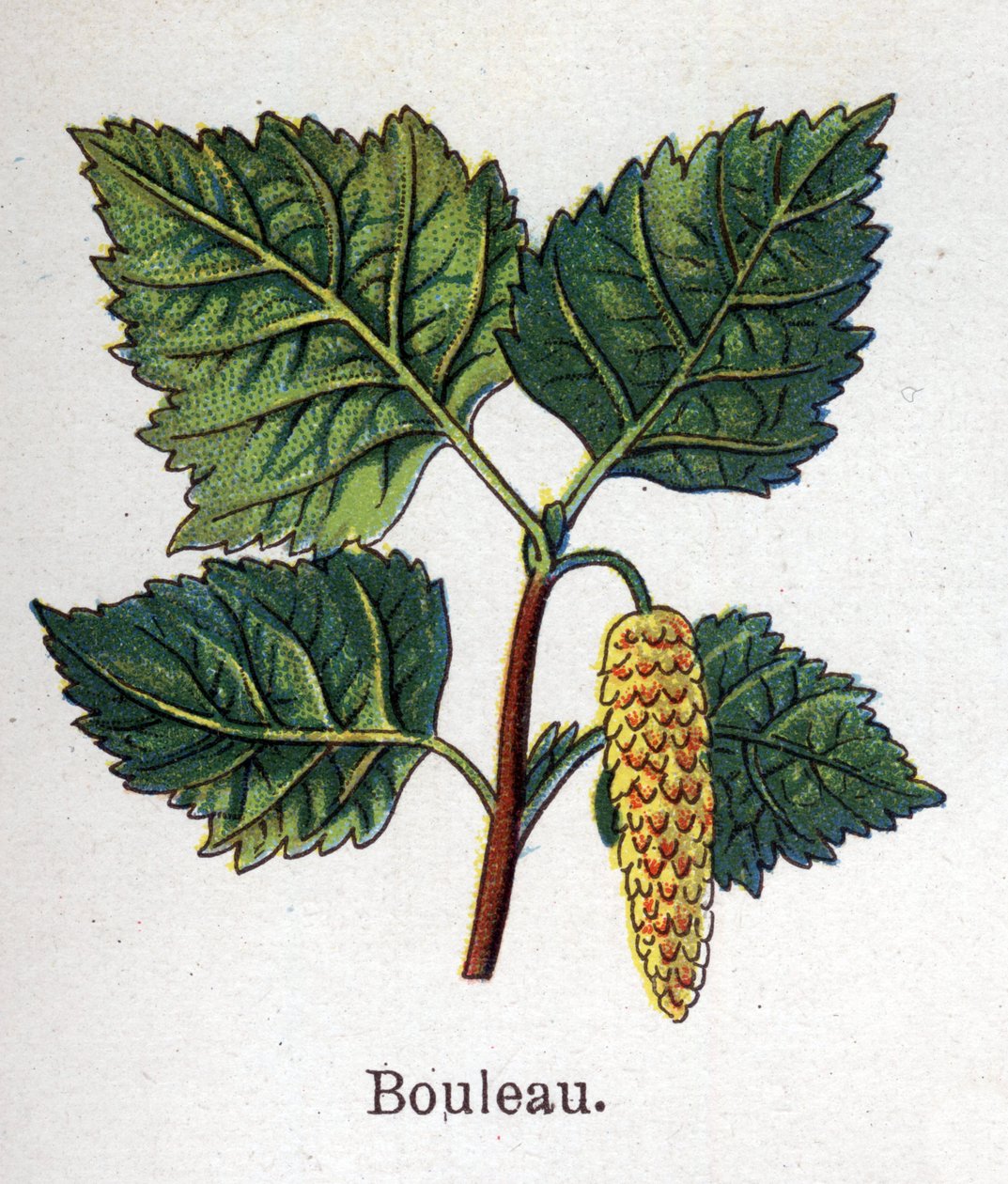 Plantas botânicas medicinais e alimentares: bétula. Gravura em "La medicinal naturelle", de Friedrich Eduard Bilz (1842-1922) de Unknown artist