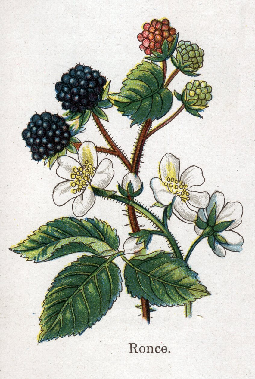 Plantas medicinais e botânicas alimentares: silvas. Gravura em "La medicinal naturelle", de Friedrich Eduard Bilz (1842-1922) de Unknown artist