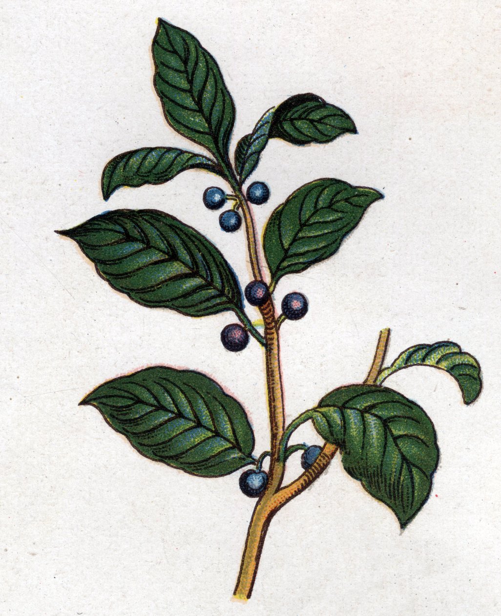 Plantas medicinais e botânicas alimentares: espinheiro. Gravura em "La medicinal naturelle", de Friedrich Eduard Bilz (1842-1922) de Unknown artist