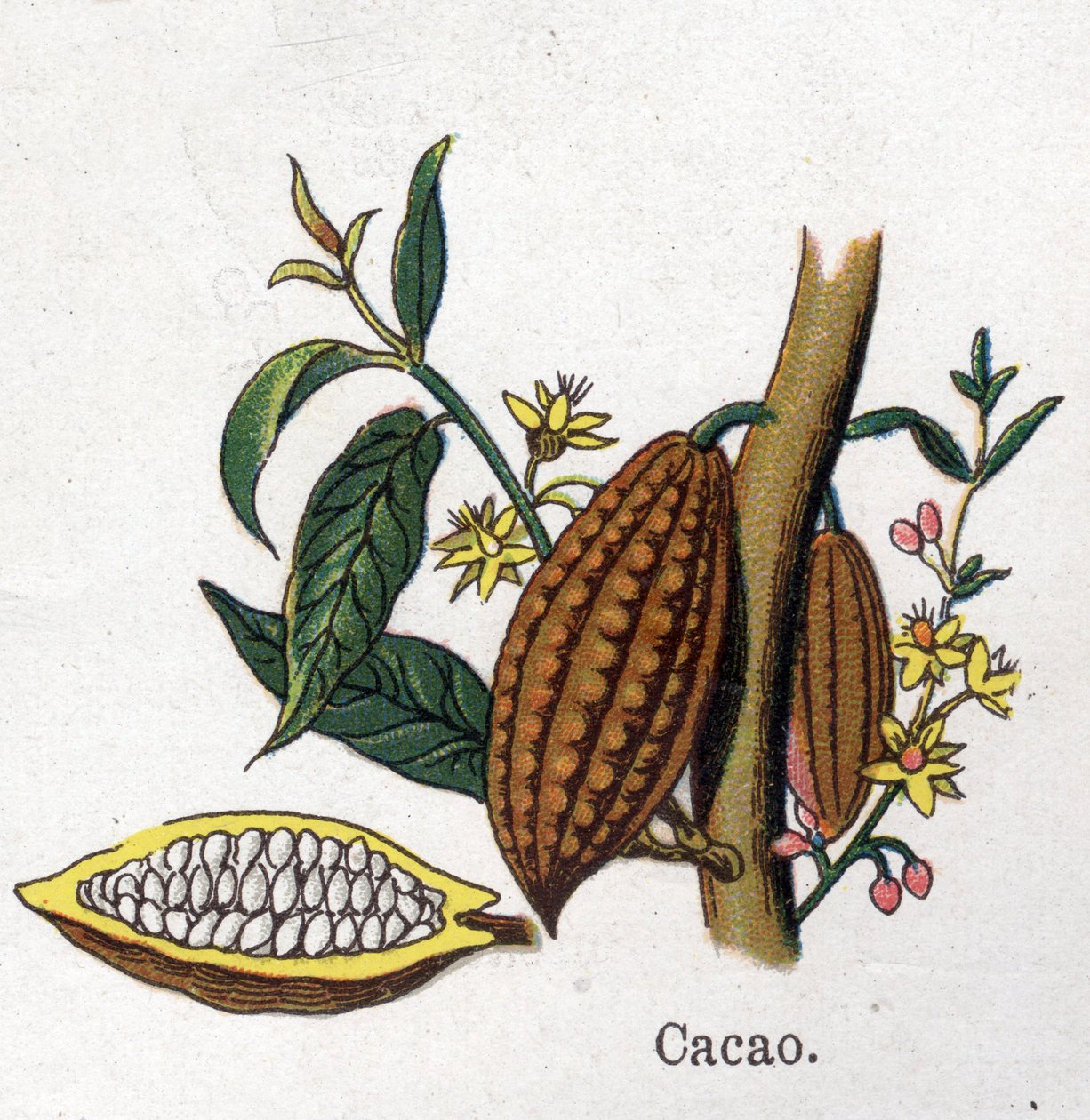 Plantas medicinais e botânicas alimentares: cacau. Gravura em "La medicinal naturelle", de Friedrich Eduard Bilz (1842-1922) de Unknown artist