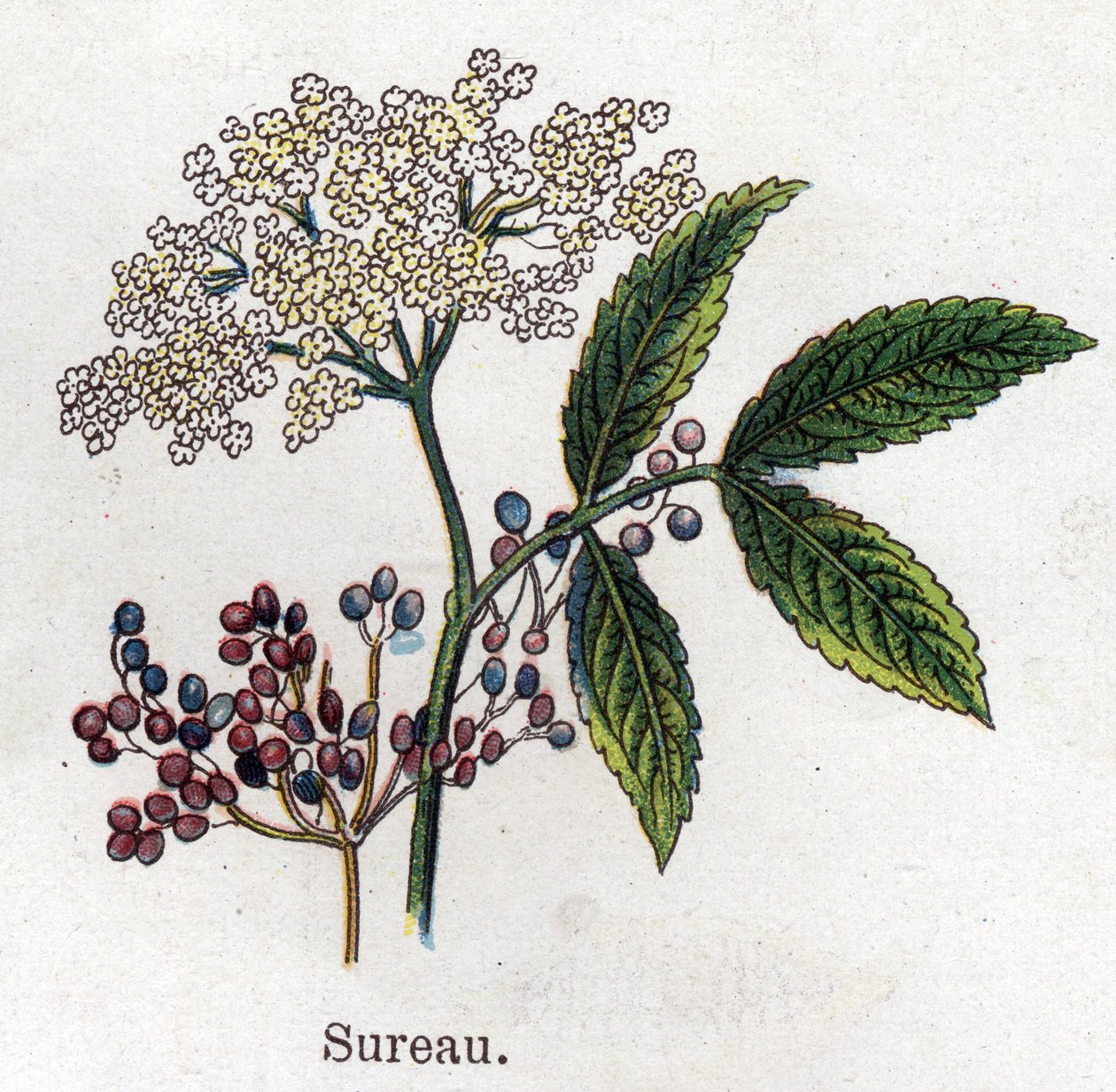 Plantas botânicas medicinais e alimentares: bagas de sabugueiro. Gravura em "La medicinal naturelle", de Friedrich Eduard Bilz (1842-1922) de Unknown artist