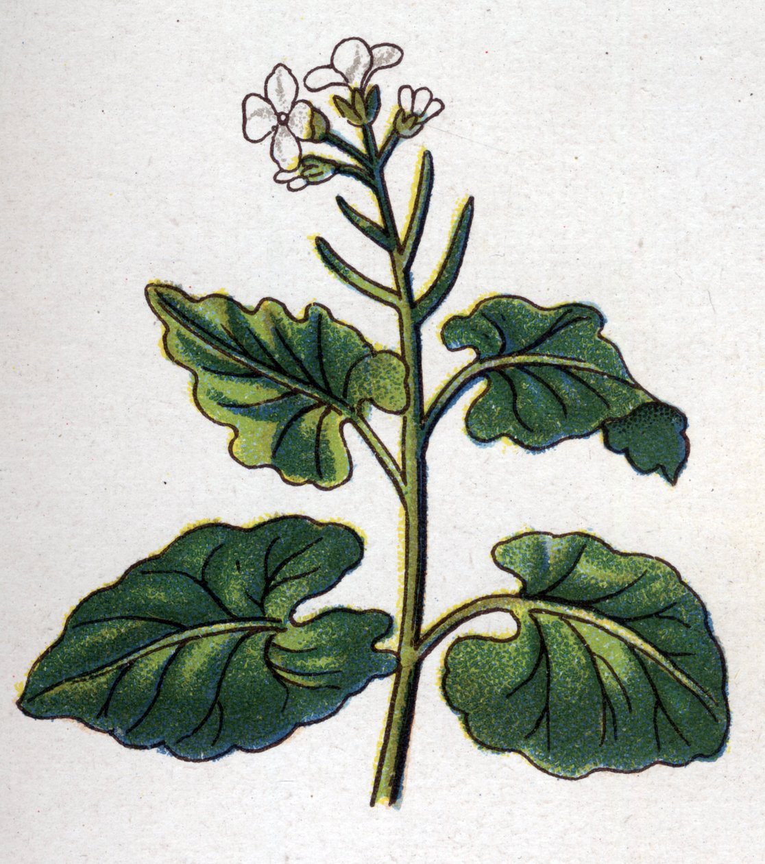 Plantas botânicas medicinais e alimentares: erva com cantores. Gravura em "La medicinal naturelle", de Friedrich Eduard Bilz (1842-1922) de Unknown artist