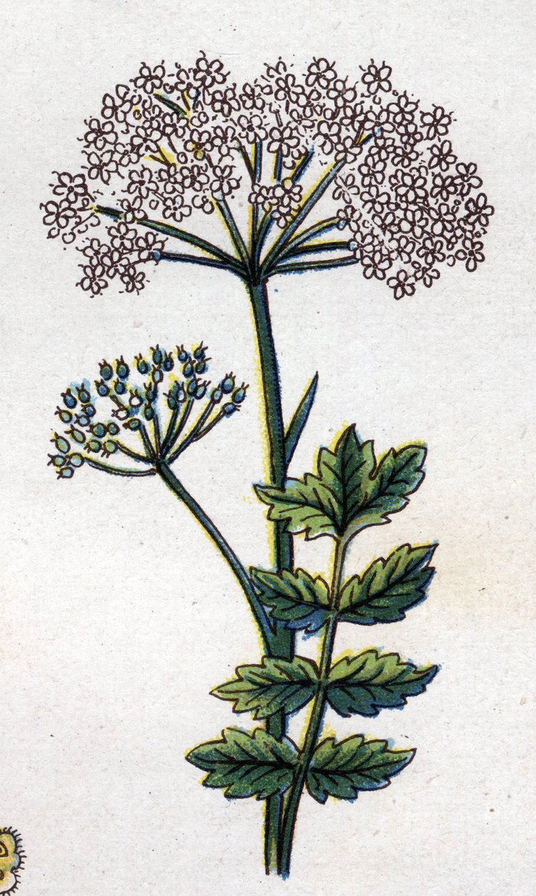 Plantas medicinais e botânicas alimentares: grande localização. Gravura em "La medicina naturelle", de Friedrich Eduard Bilz (1842-1922) de Unknown artist