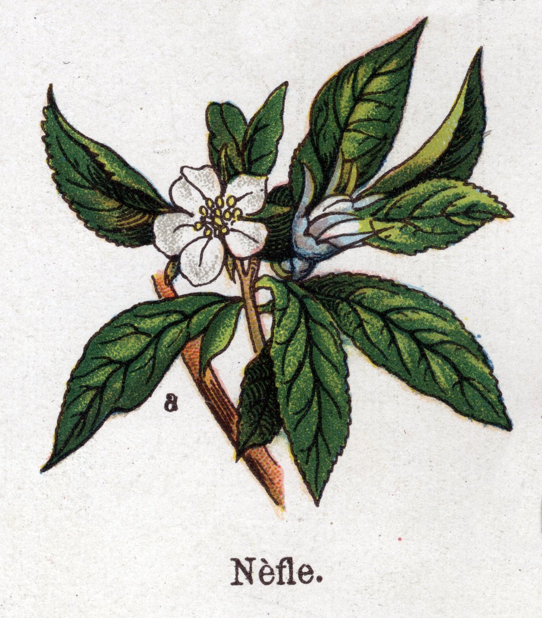 Plantas medicinais e botânicas alimentares: nefle. Gravura em "La medicinal naturelle", de Friedrich Eduard Bilz (1842-1922) de Unknown artist