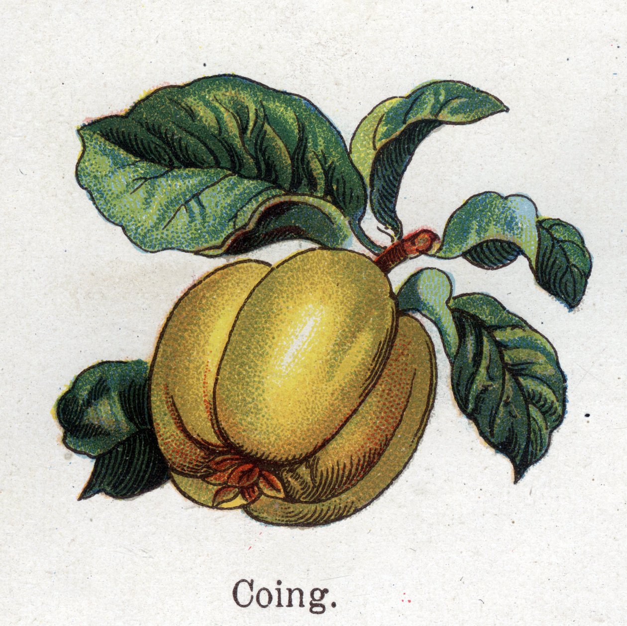 Plantas medicinais e botânicas alimentares: marmelo. Gravura em "La medicinal naturelle", de Friedrich Eduard Bilz (1842-1922) de Unknown artist