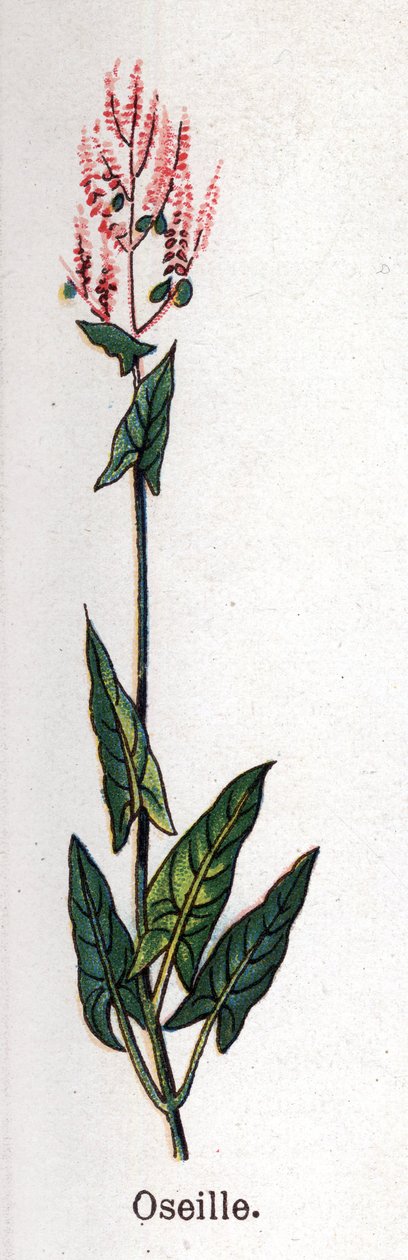 Plantas medicinais e botânicas alimentares: sorrel. Gravura em "La medicinal naturelle", de Friedrich Eduard Bilz (1842-1922) de Unknown artist
