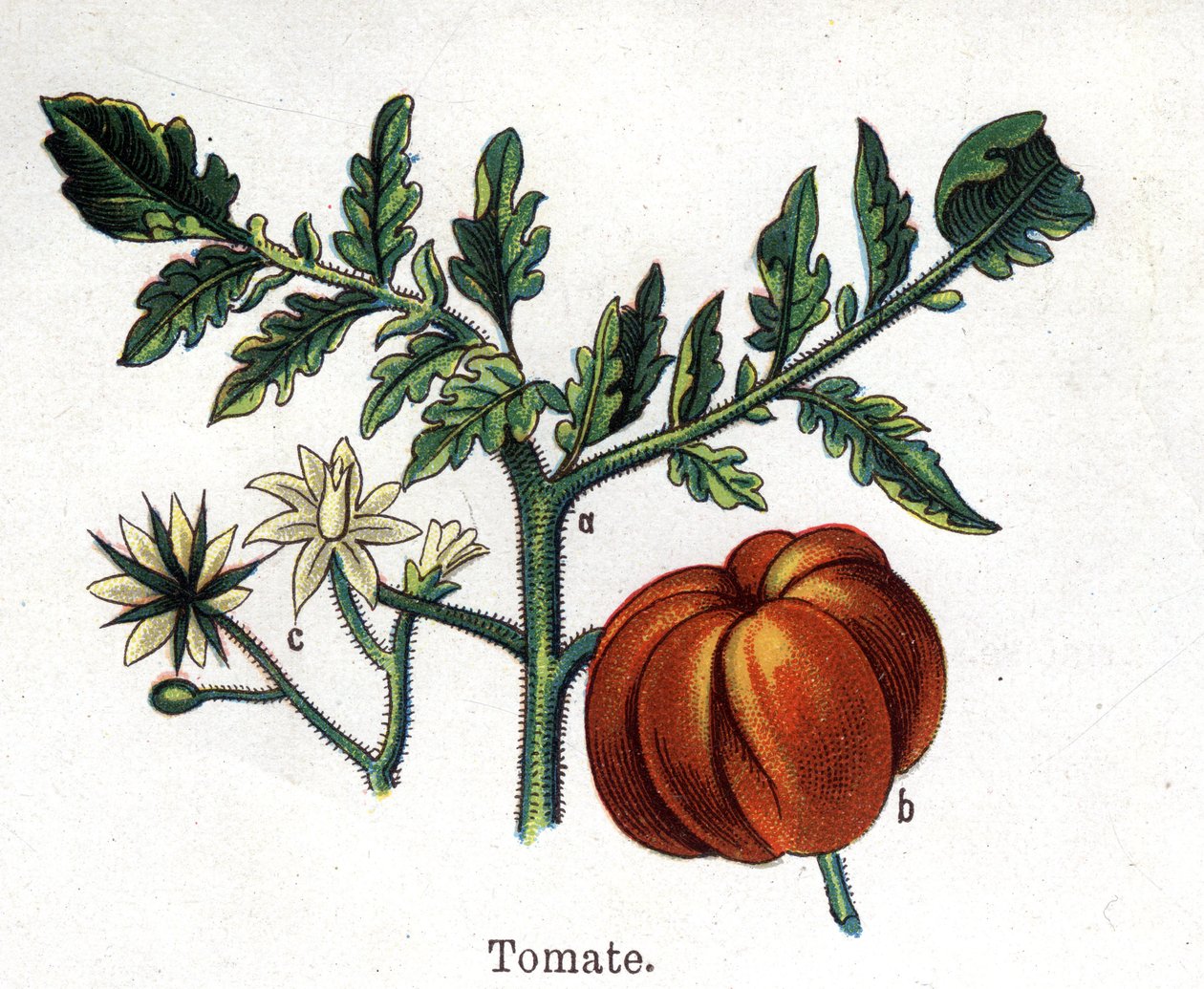 Plantas medicinais e botânicas alimentares: tomate. Gravura em "La medicinal naturelle", de Friedrich Eduard Bilz (1842-1922) de Unknown artist