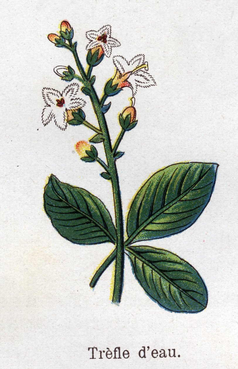Plantas botânicas medicinais e alimentares: trevo de água. Gravura em "La medicinal naturelle", de Friedrich Eduard Bilz (1842-1922) de Unknown artist