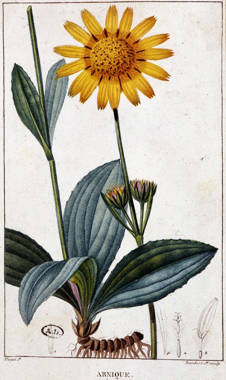 Planta medicinal: Arnic (ou arnica) - tábua botânica, finais do século XIX. de Unknown artist