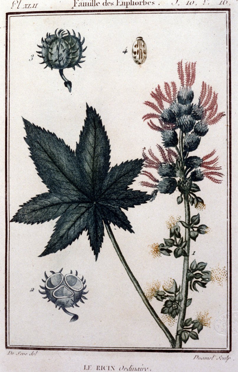 Plantas medicinais: rícino comum. Família eufórica. Tábua botânica do século XIX de Unknown artist