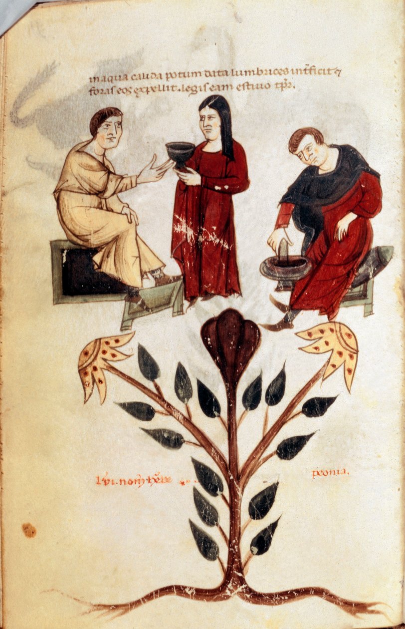 Medicina: preparação de uma poção herbal (peónia). Miniatura tirada de "De diversis herbis" por Hipócrates o Grande ou Hipócrates de Cos (460-370 a.C.) Médico grego de Unknown artist