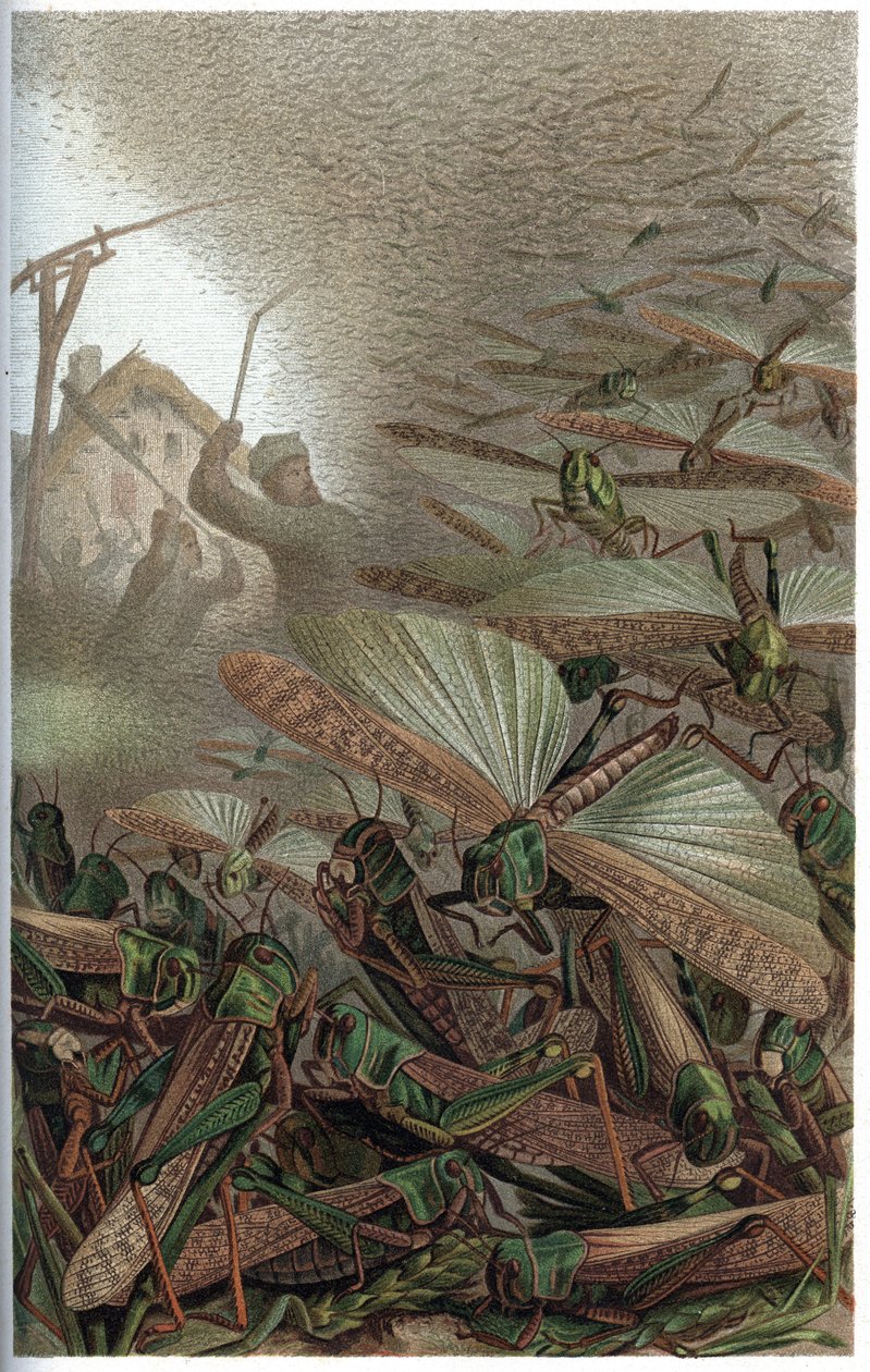 Gafanhoto Migratório - O gafanhoto migratório (Locust migratoria) - gravura de "Brehm