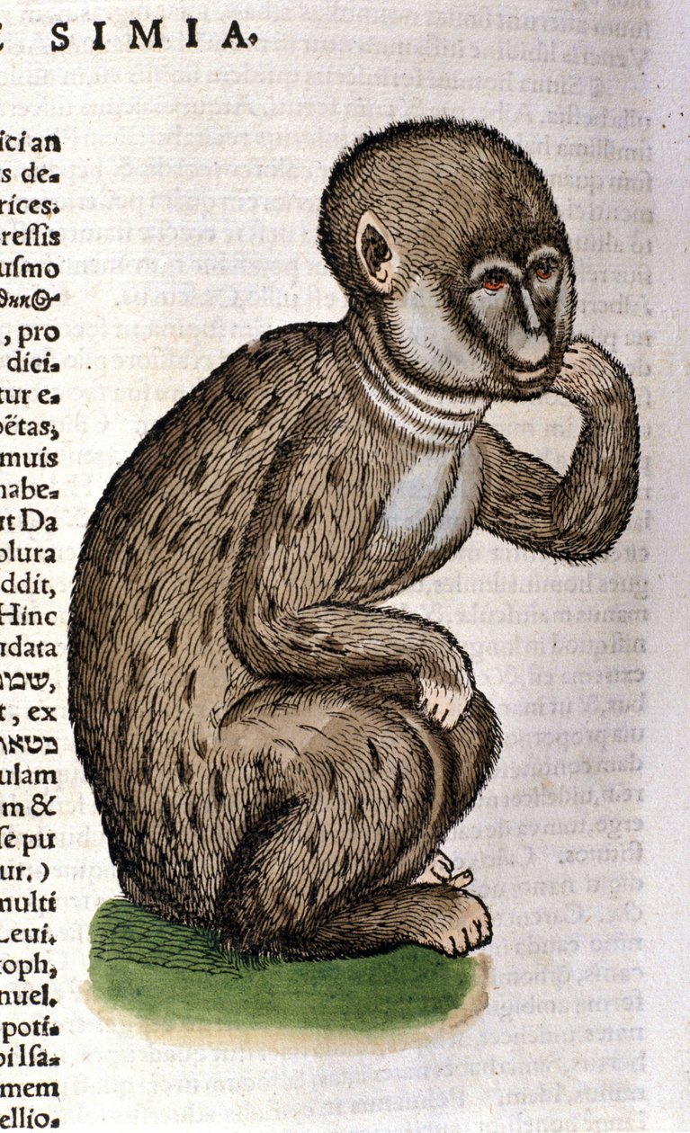 Macaco depois do Historia Animalium de Conrad Gesner, Tiguri 1560. Biblioteca nazionale Braidense. Milão de Unknown artist