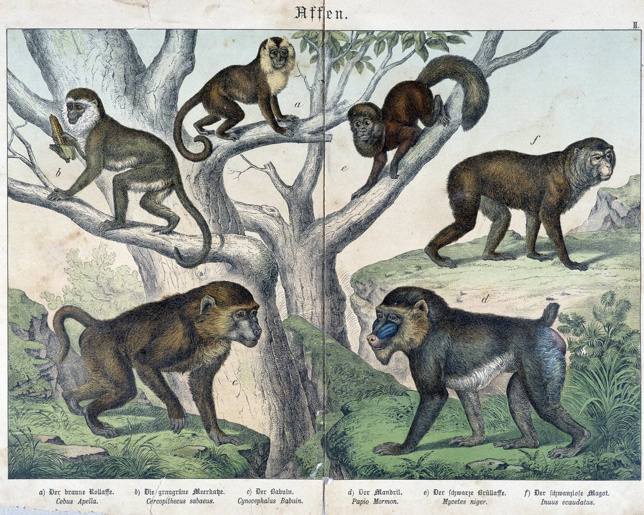 Macacos: macacos... - em "Histórias naturais de mamíferos", Ed. Schreiber de Unknown artist