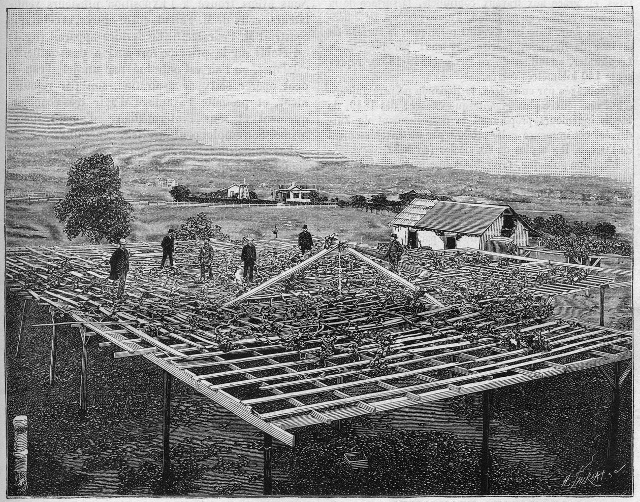 Montecito Vineyard na Califórnia em 1888. em "Nature" a partir de 1888. de Unknown artist