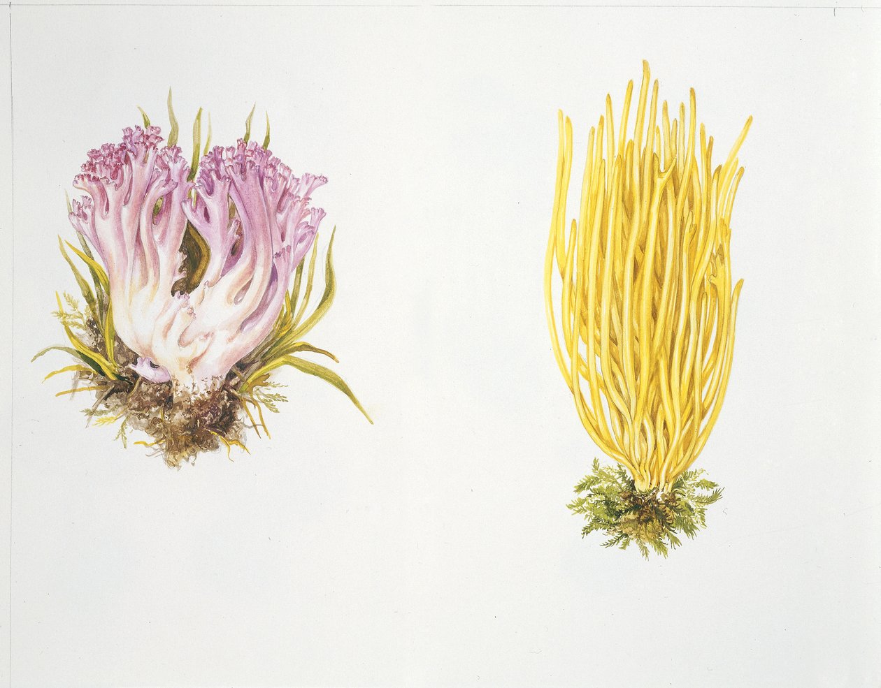 Cogumelos de Unknown artist