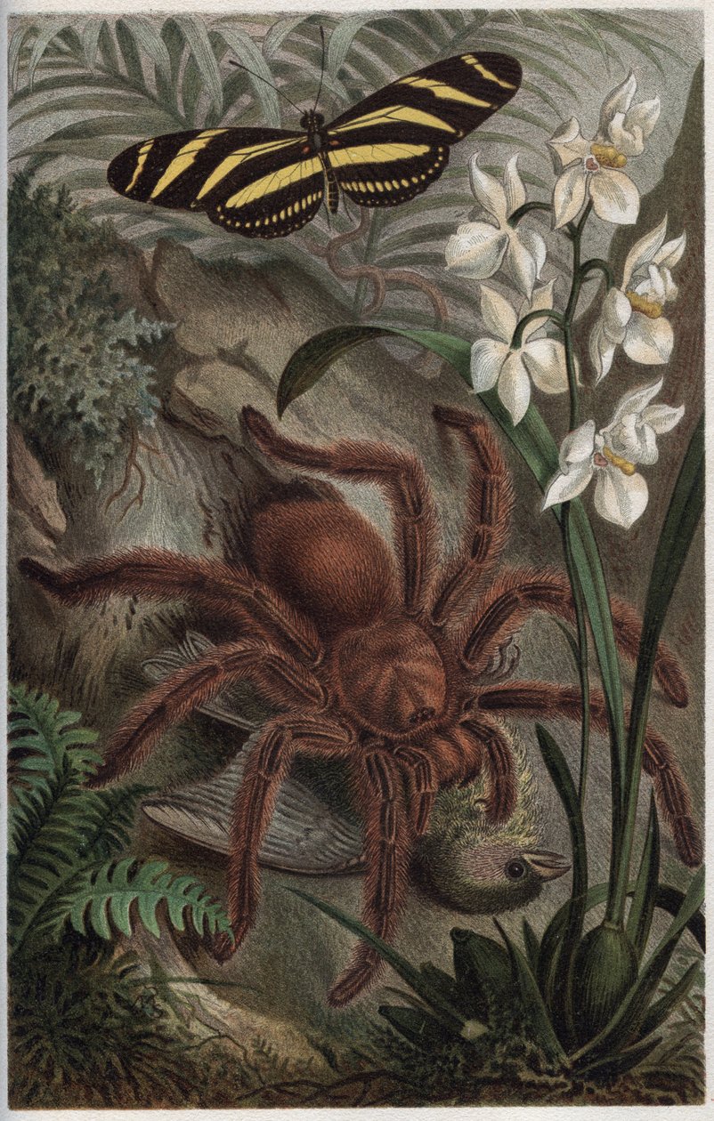 Mygalomorphae (Orthognatha) - gravura de "Brehm